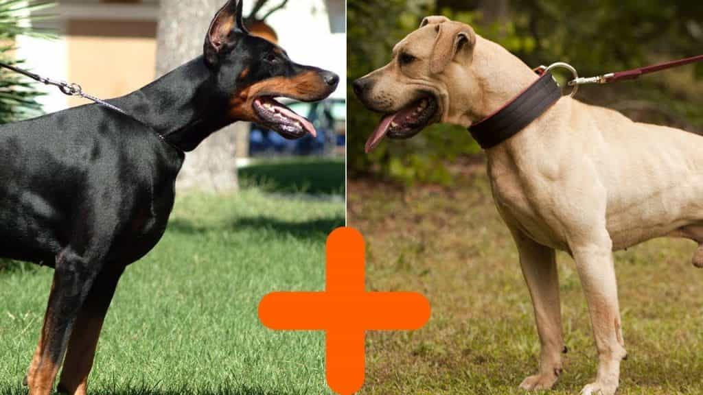 Hai chú chó Doberman và Pitbull hiếu chiến