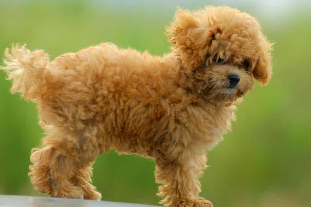 Chó Toy Poodle với độ phổ biến cao