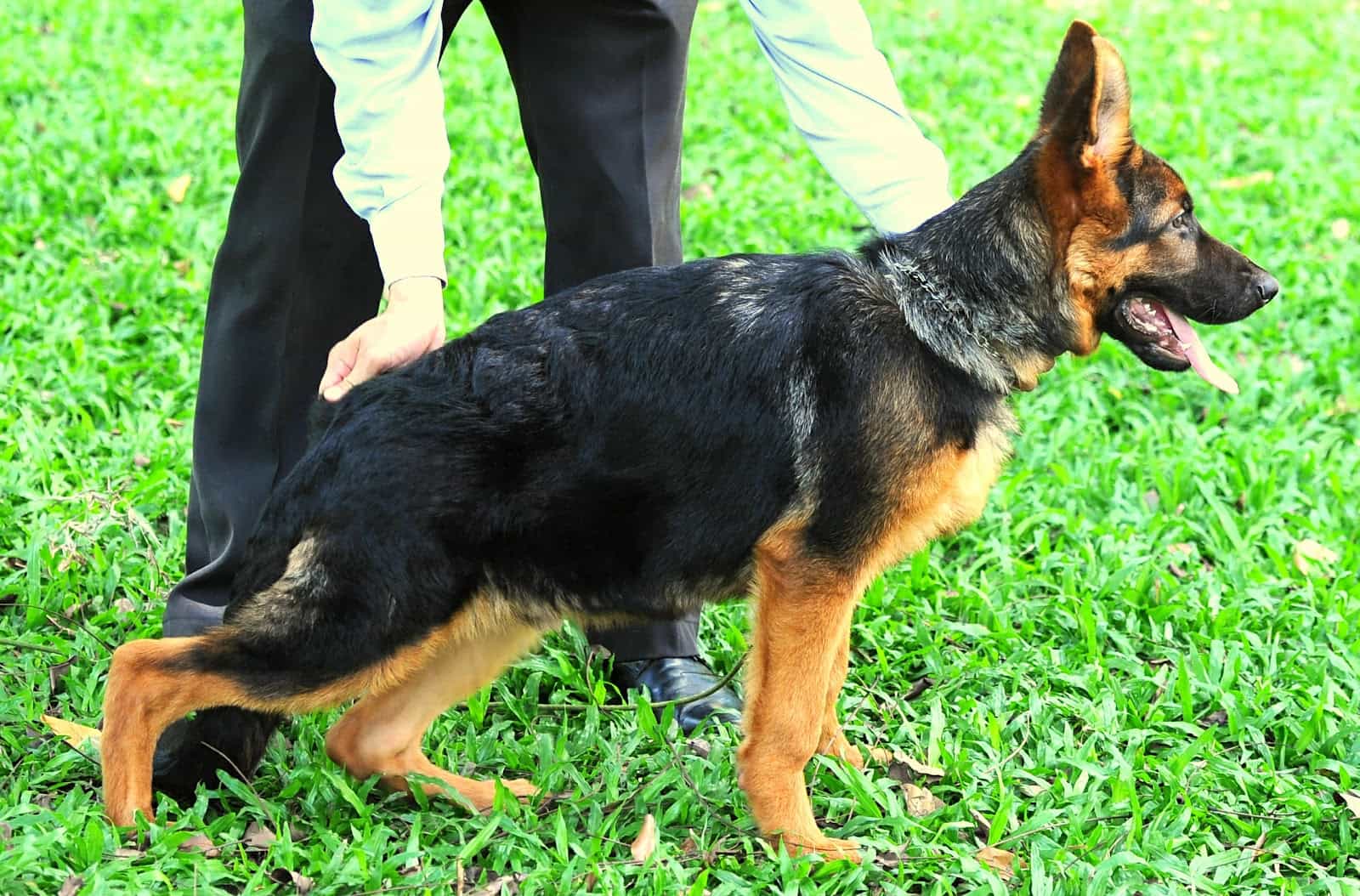 Trại chó Becgie Đức tại Việt Nam