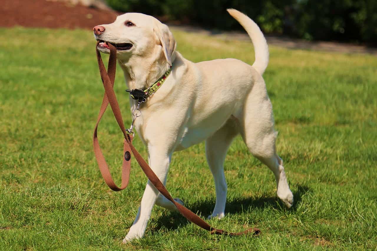 Chó Labrador tha xích