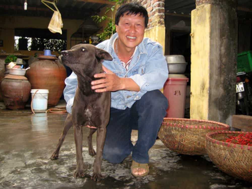 Mua bán chó Pitbull tại trại chó Pitbull Tuấn Trắng