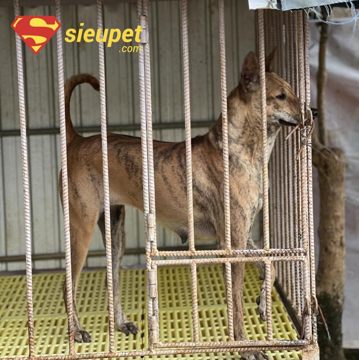 Cơ sở vật chất tại một Trại Nuôi Chó Phú Quốc uy tín