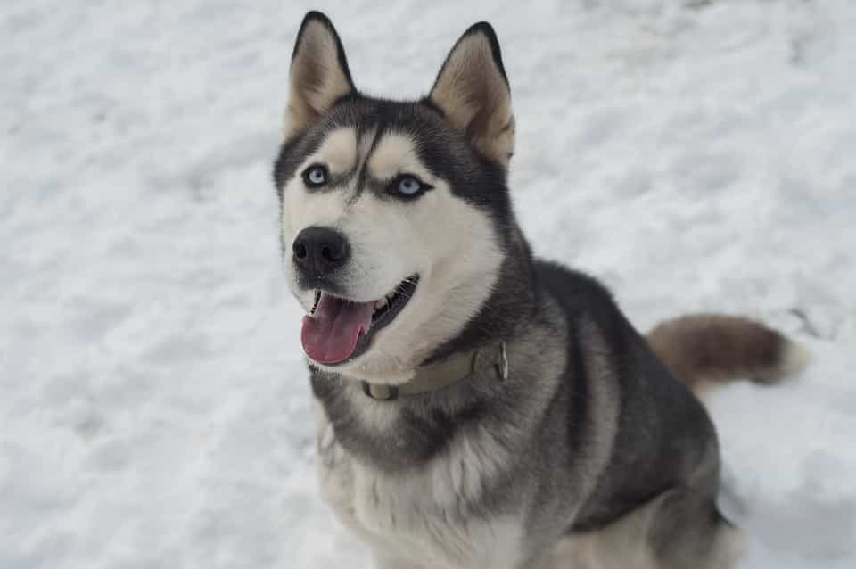 Bạn có thể mua bán chó Husky tại Sieupet.com