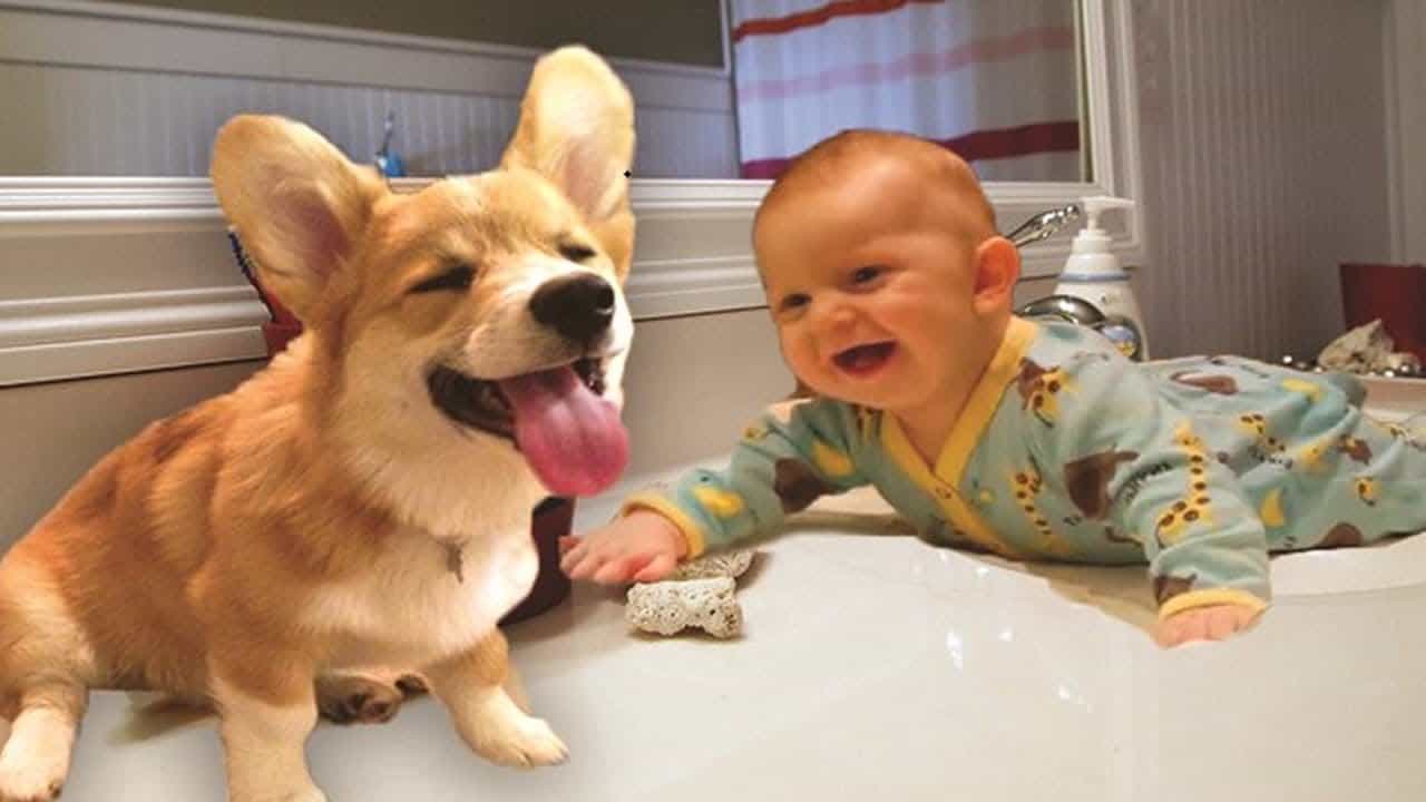 Địa chỉ mua bán chó Corgi