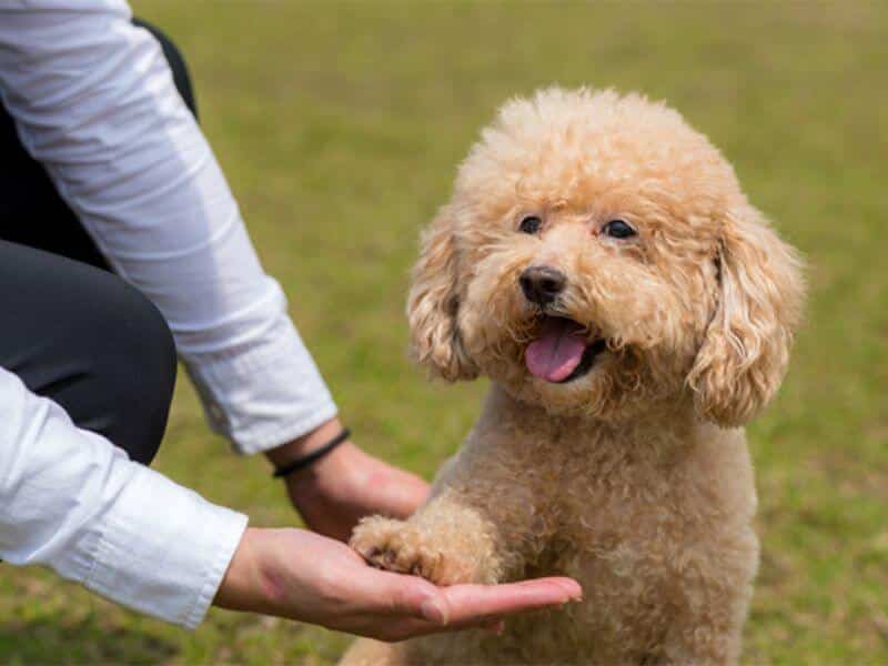 trung tâm huấn luyện chó poodle