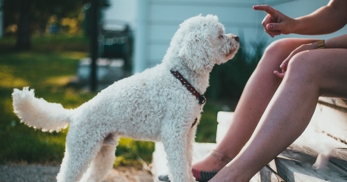 trung tâm huấn luyện chó poodle