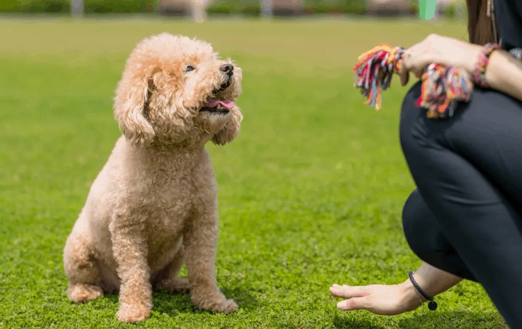 trung tâm huấn luyện chó poodle