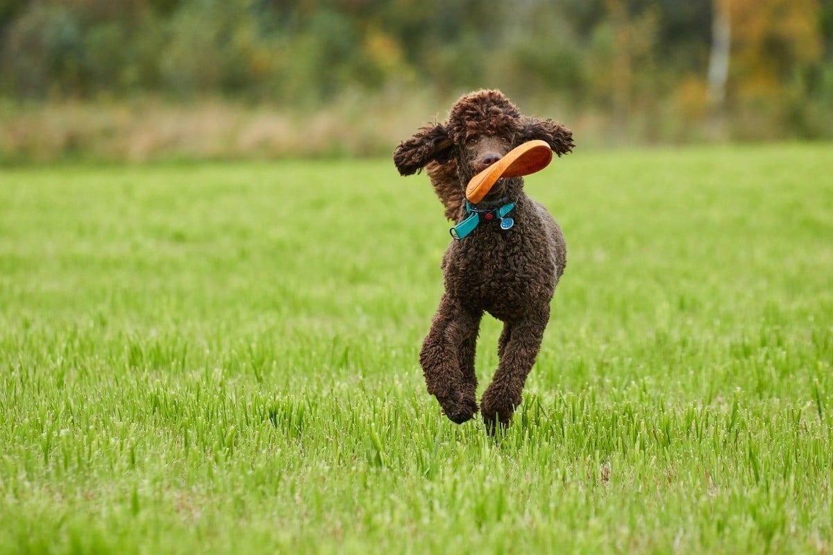 trung tâm huấn luyện chó poodle