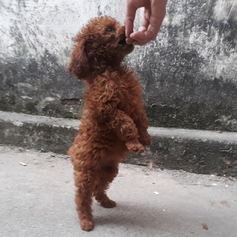 trung tâm huấn luyện chó poodle