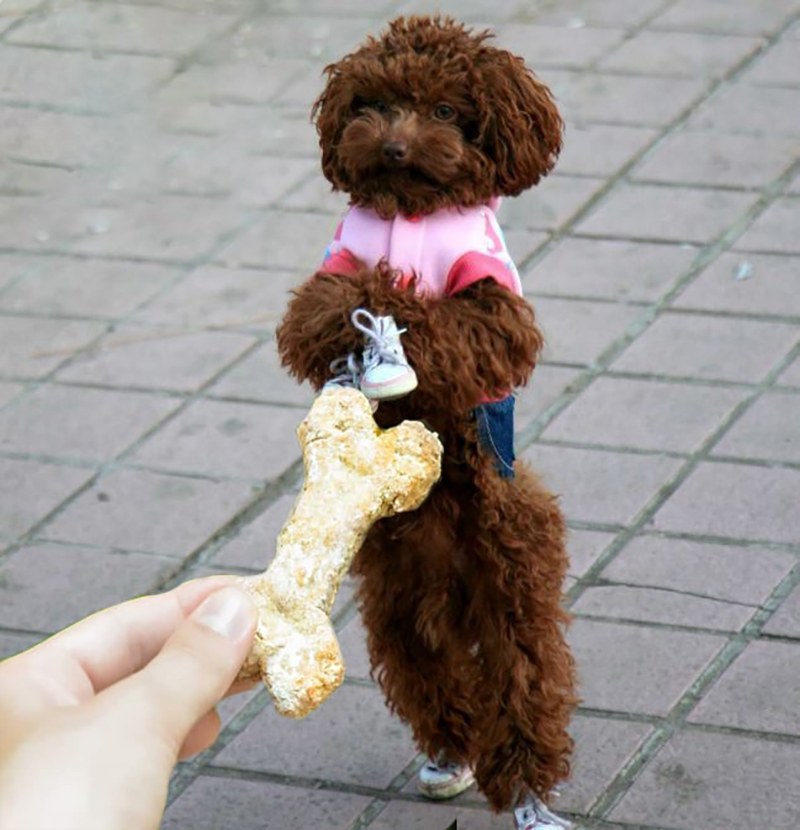 trung tâm huấn luyện chó poodle