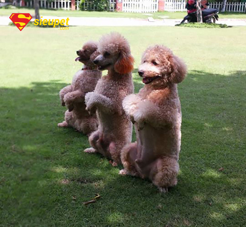 trung tâm huấn luyện chó poodle tại hà nội