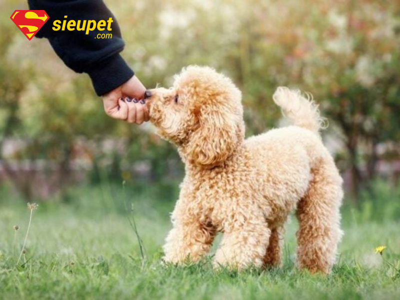 trung tâm huấn luyện chó poodle tại hà nội