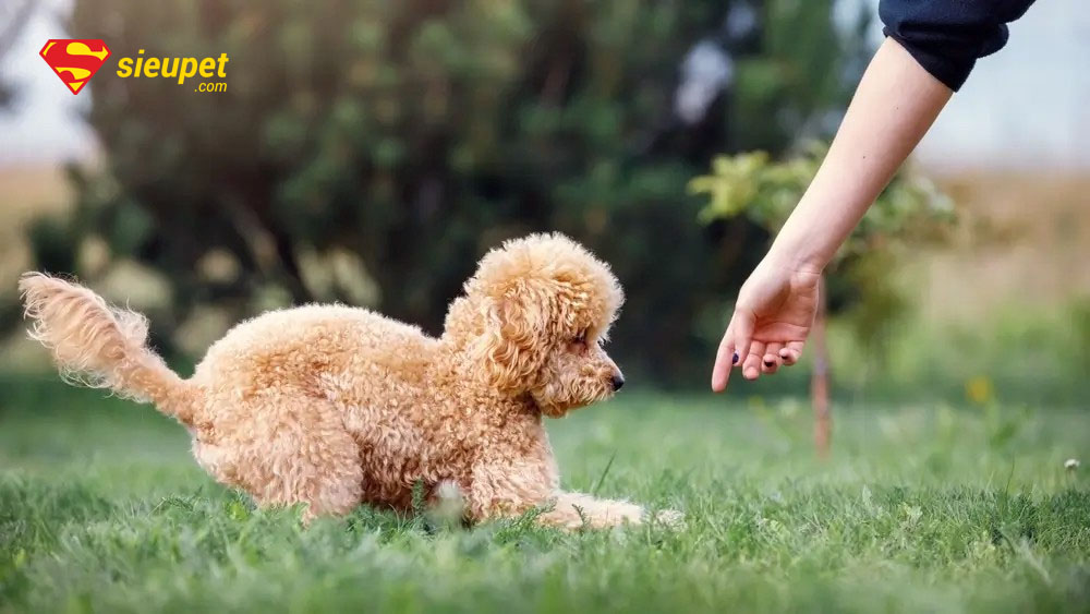 trung tâm huấn luyện chó poodle tại hà nội
