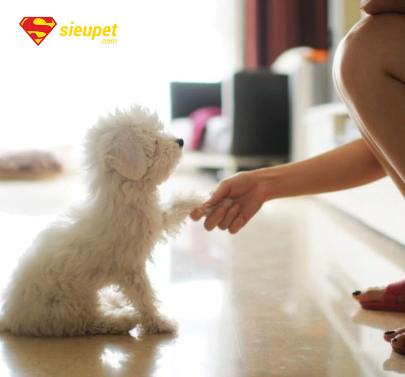 trung tâm huấn luyện chó poodle tại hà nội