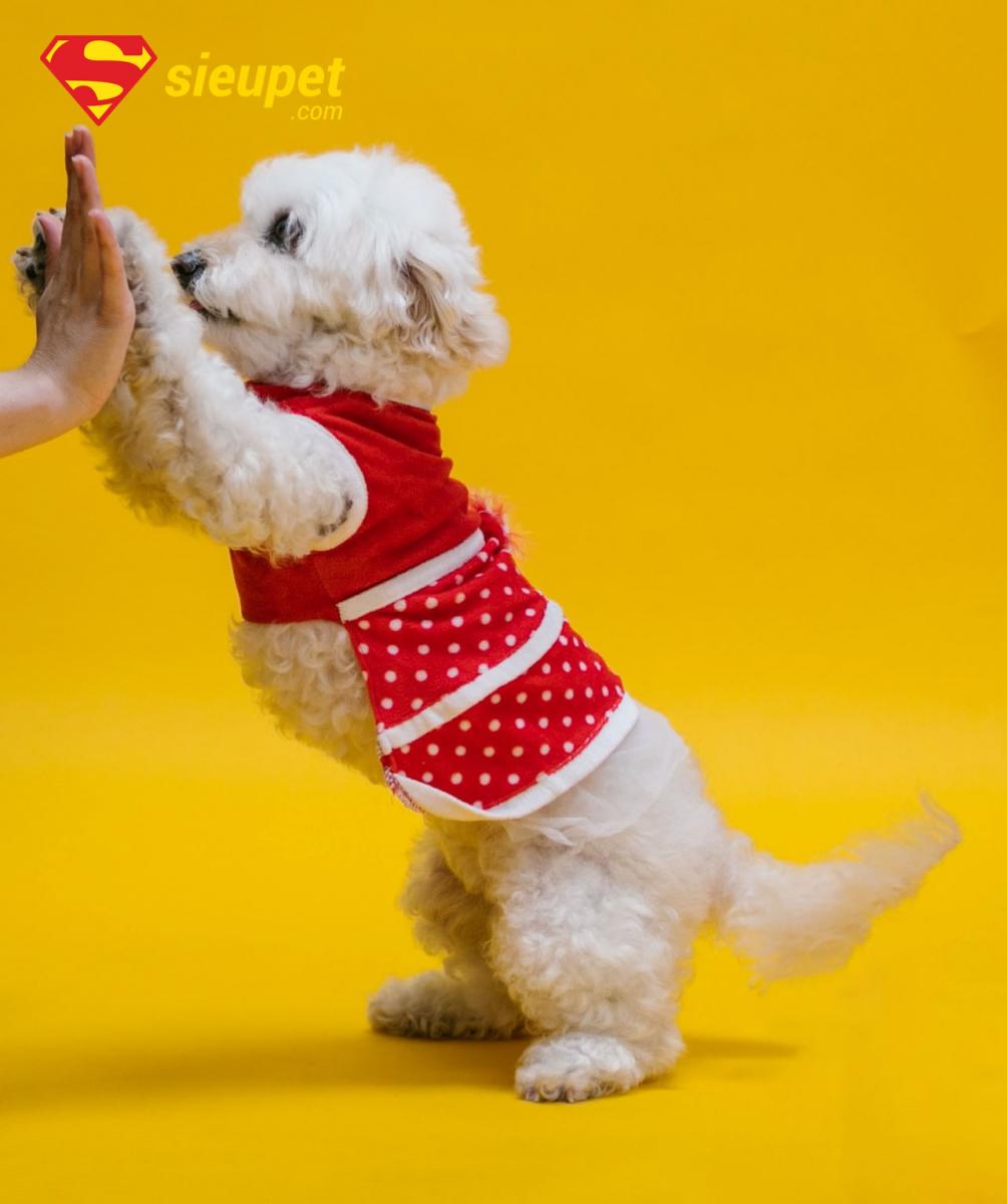 trung tâm huấn luyện chó poodle tại hà nội