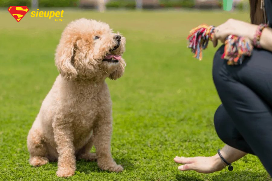 trung tâm huấn luyện chó poodle tại hà nội