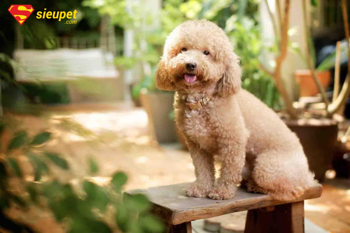 trung tâm huấn luyện chó poodle tại hà nội