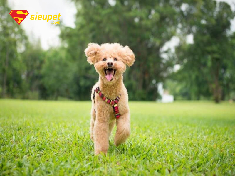 trung tâm huấn luyện chó poodle tại hà nội