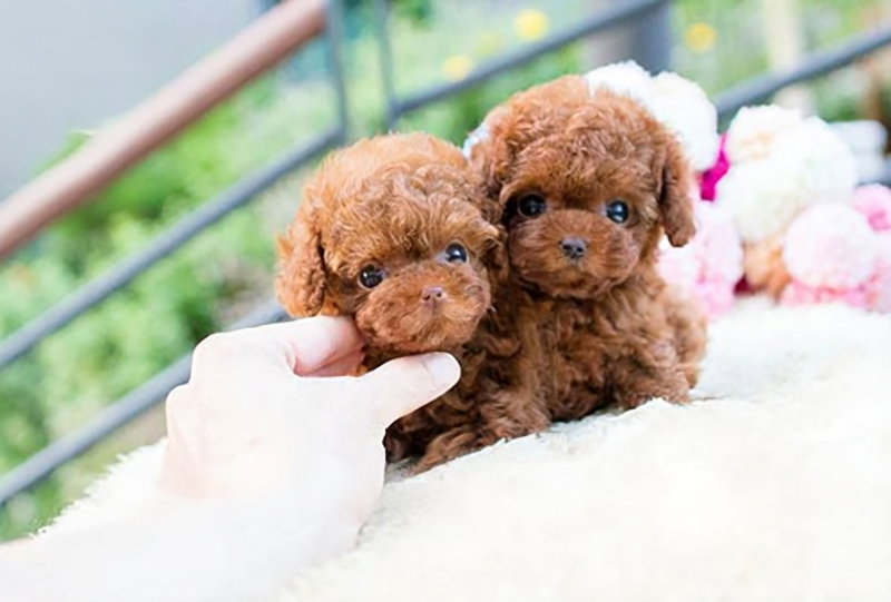 tuổi thọ của chó poodle teacup