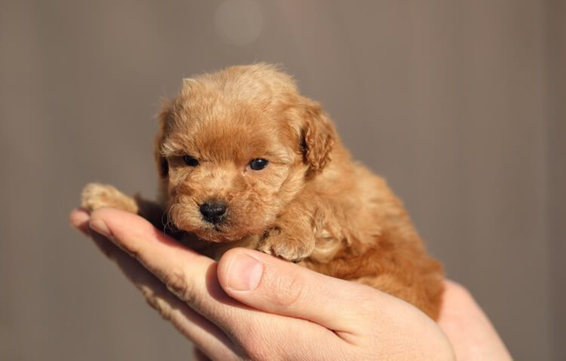 tuổi thọ của chó poodle teacup