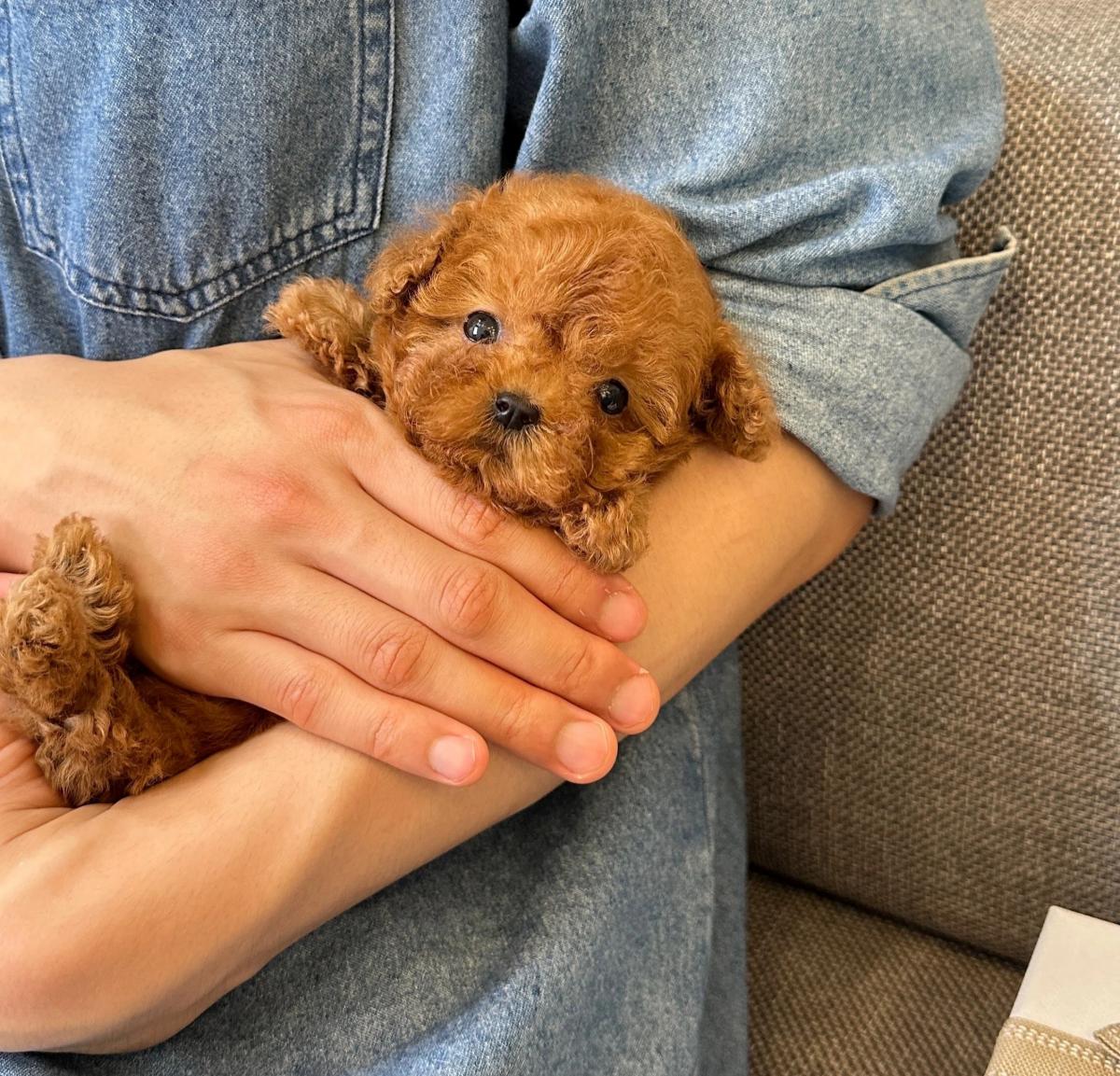 tuổi thọ của chó poodle teacup