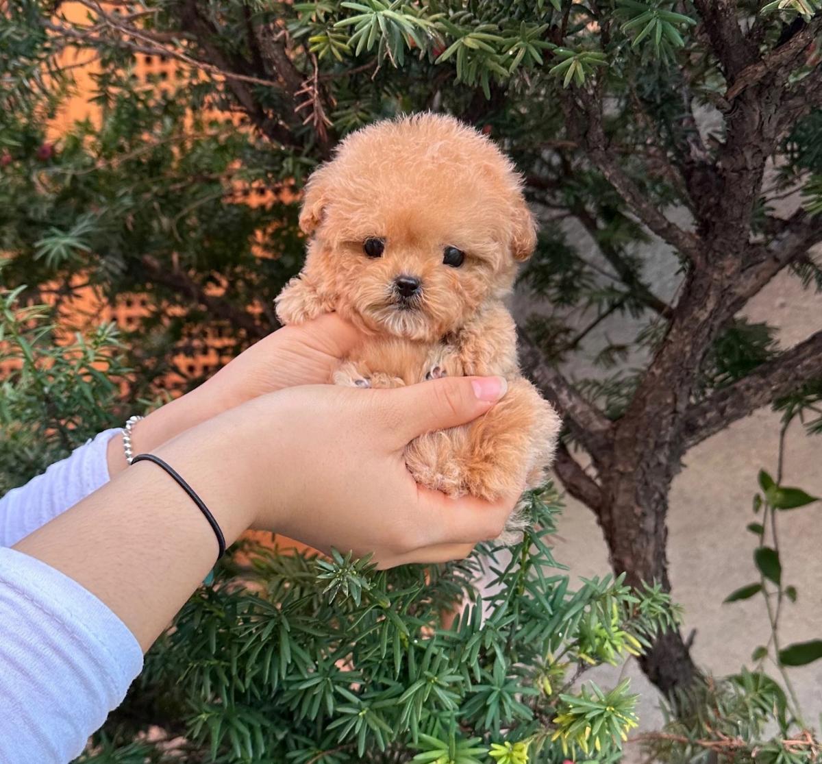 tuổi thọ của chó poodle teacup