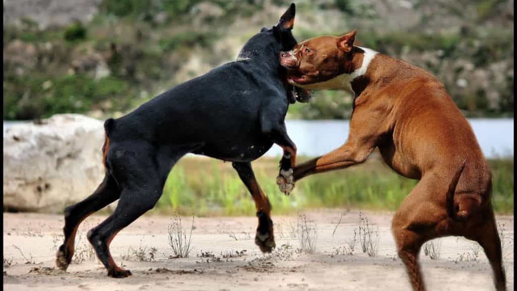 Hai chú chó Doberman và Pitbull đang cắn nhau