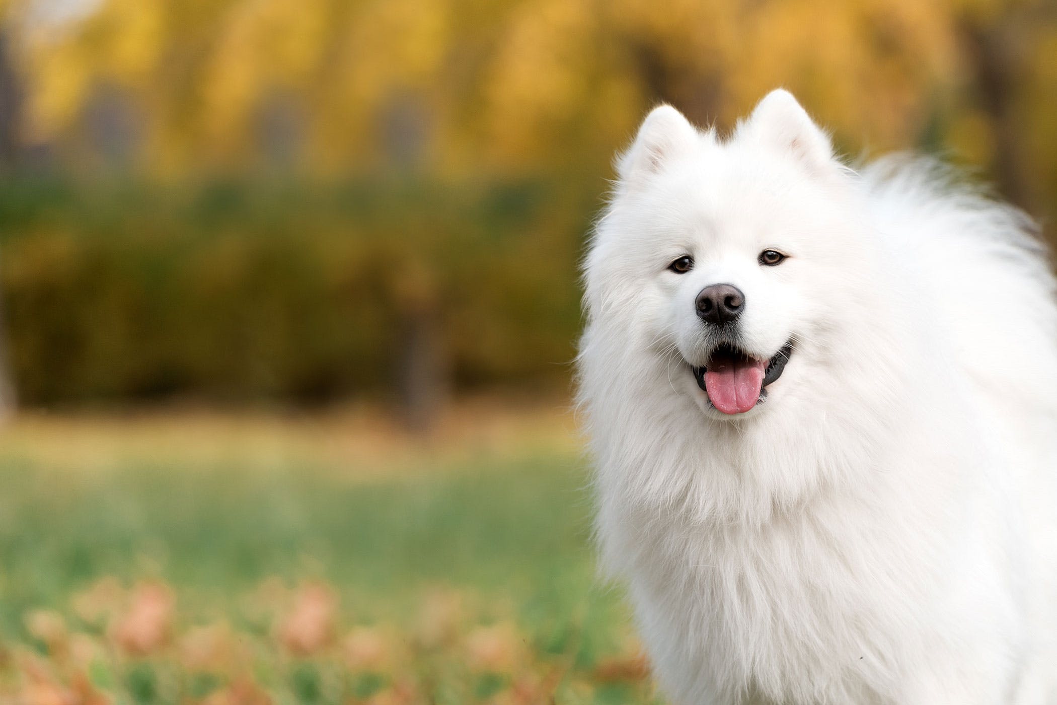 Samoyed cười tươi