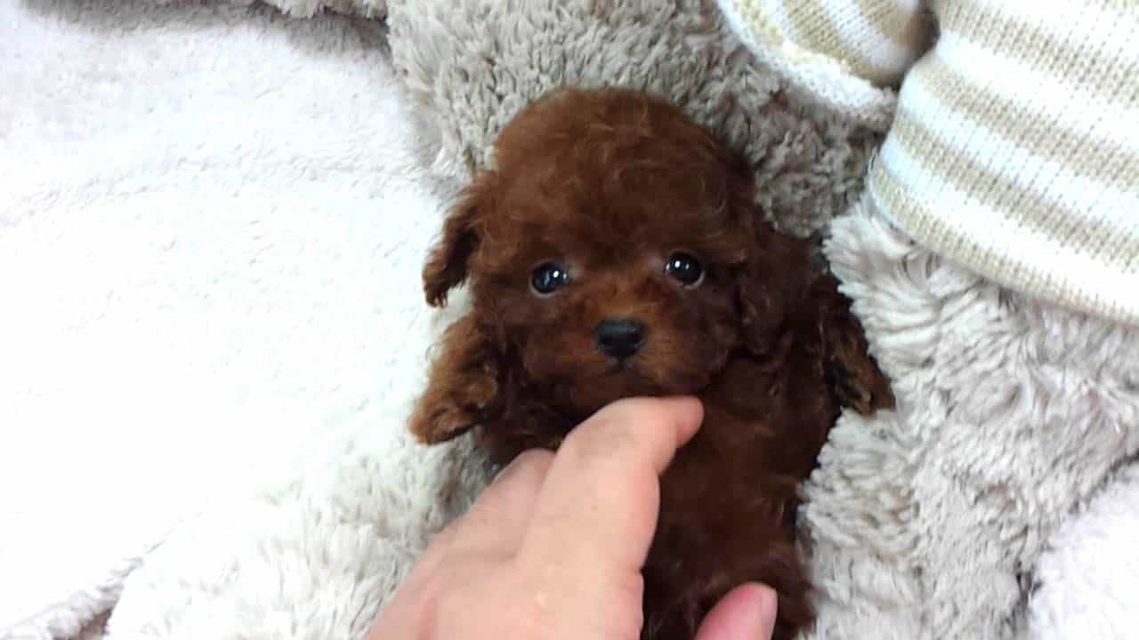 Vệ sinh cho Teacup Poodle rất quan trọng