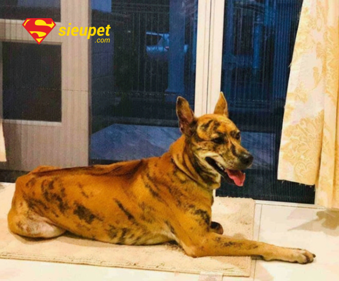 Chó Phú Quốc vện lửa đứng trên bãi cỏ