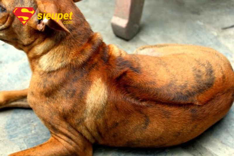 Chó con Phú Quốc vện lửa