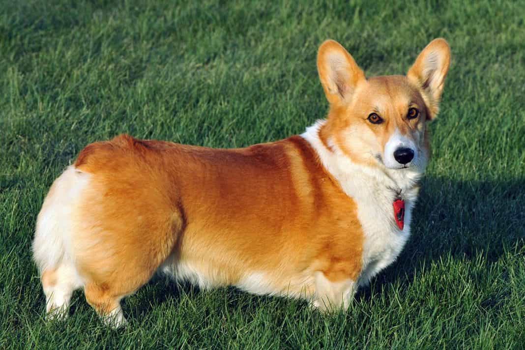Sieupet.com địa chỉ mua bán Corgi uy tín trên toàn quốc