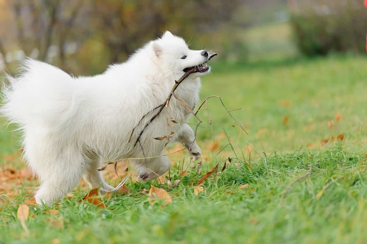 Giá chó Samoyed phụ thuộc vào những yếu tố nào?