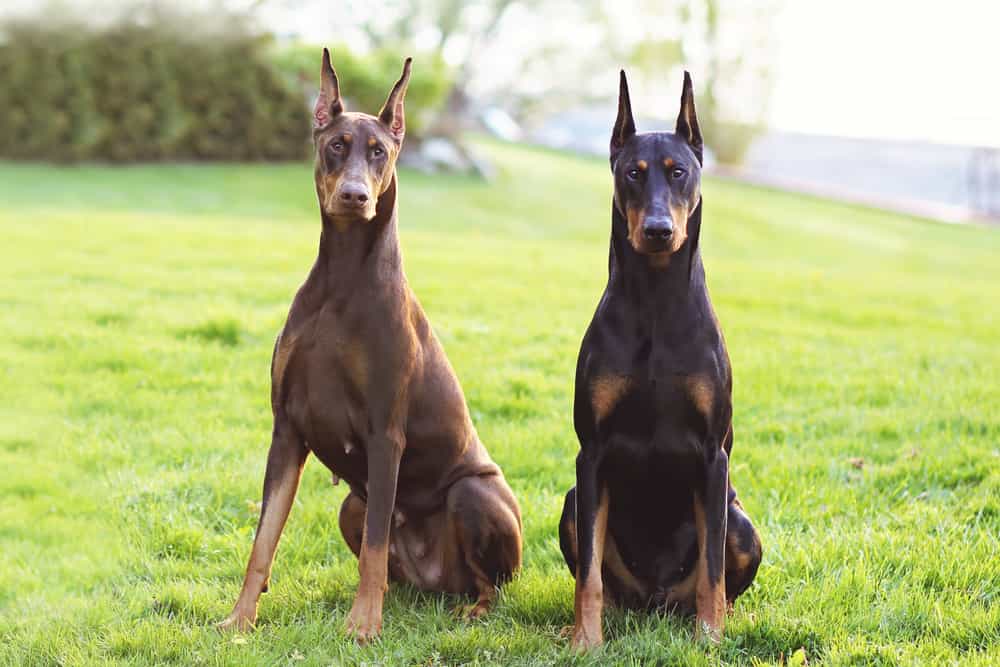 Giá chó Doberman phụ thuộc nhiều vào độ tuổi
