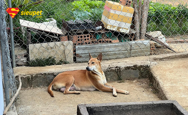 kinh nghiệm nuôi chó phú quốc câu hỏi thường gặp