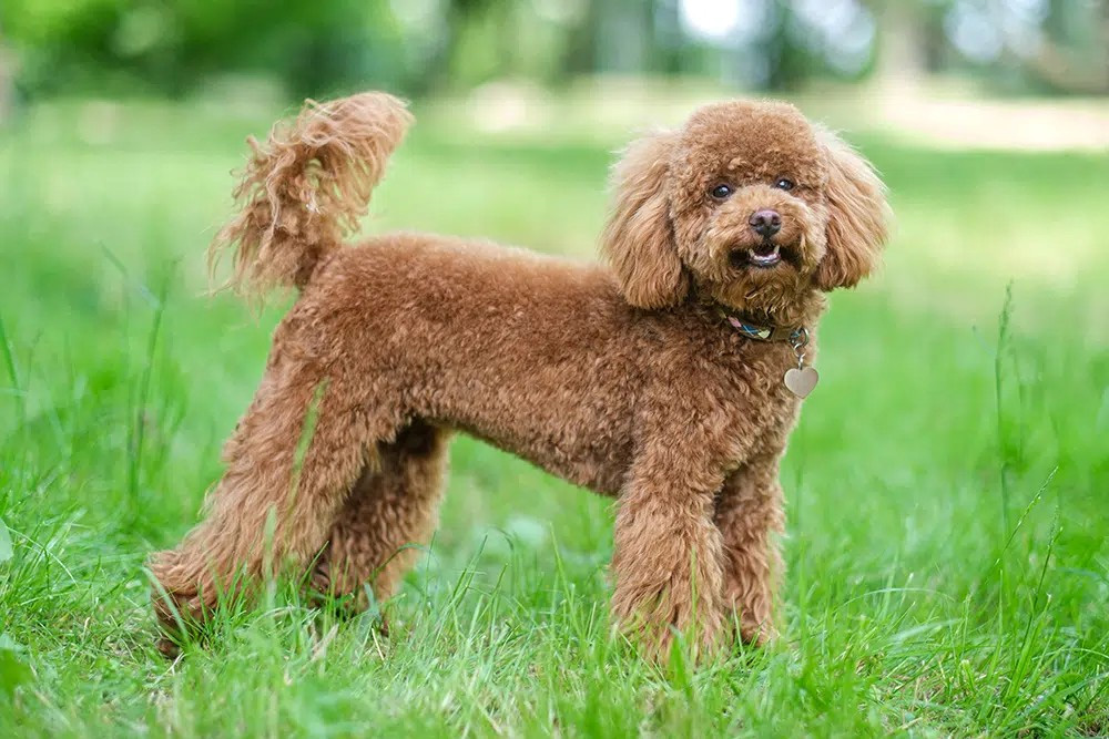 lịch tẩy giun cho chó poodle