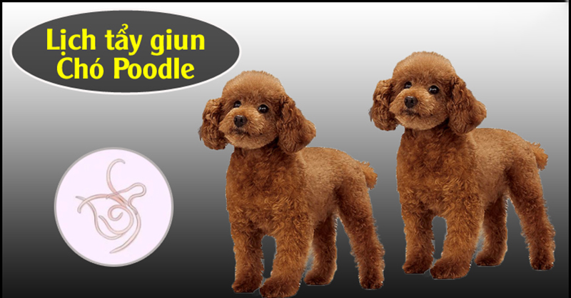 lịch tẩy giun cho chó poodle