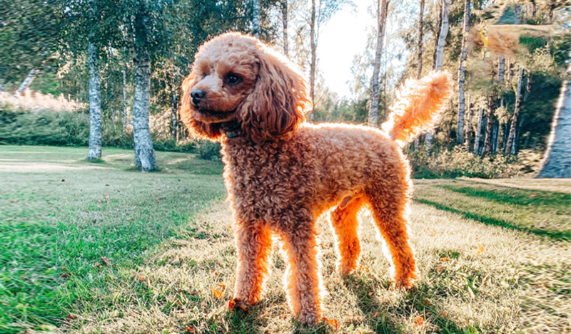 lịch tẩy giun cho chó poodle