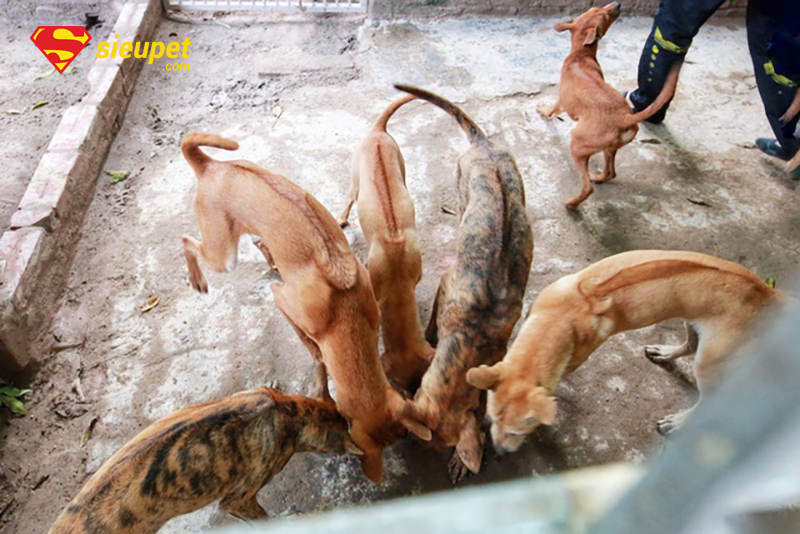 mô hình nuôi chó phú quốc thị trường