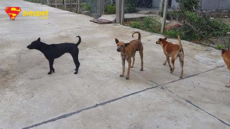 Quy trình phối giống chó Phú Quốc TPHCM chuyên nghiệp