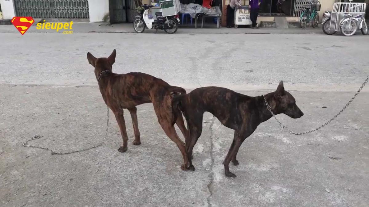 Lưu ý khi phối giống chó Phú Quốc TPHCM
