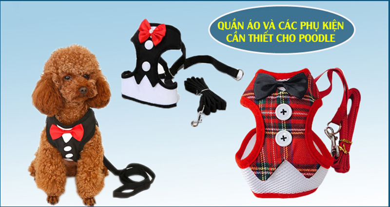 phụ kiện cho chó poodle