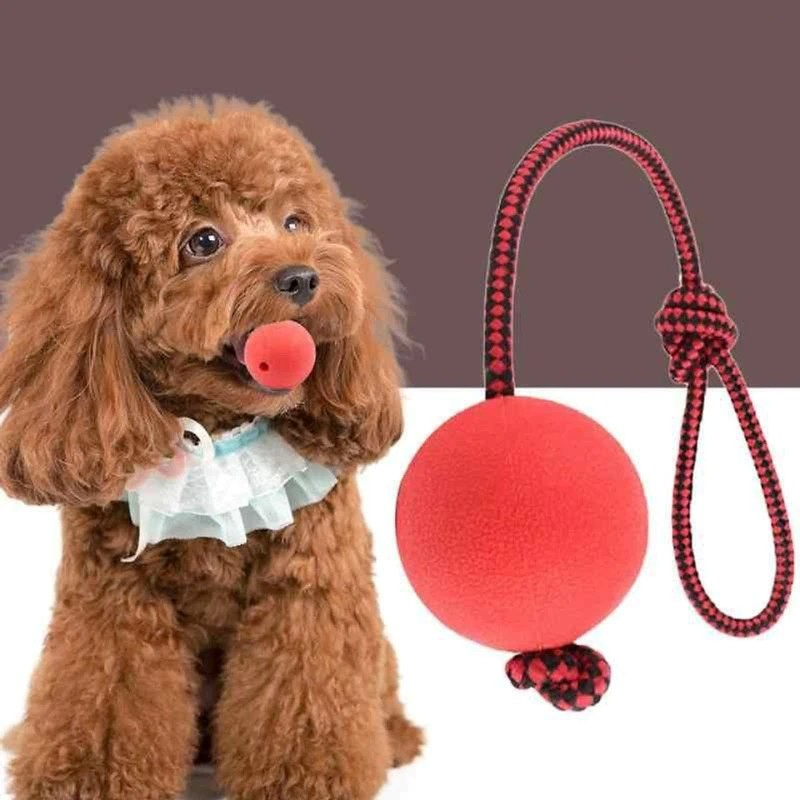 phụ kiện cho chó poodle