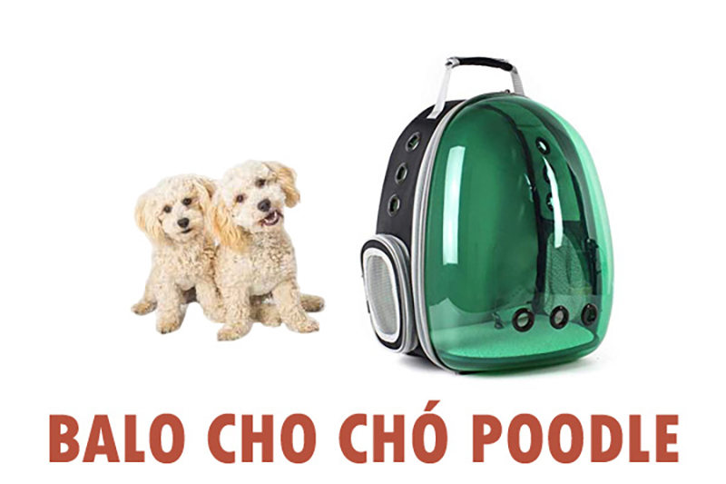 phụ kiện cho chó poodle
