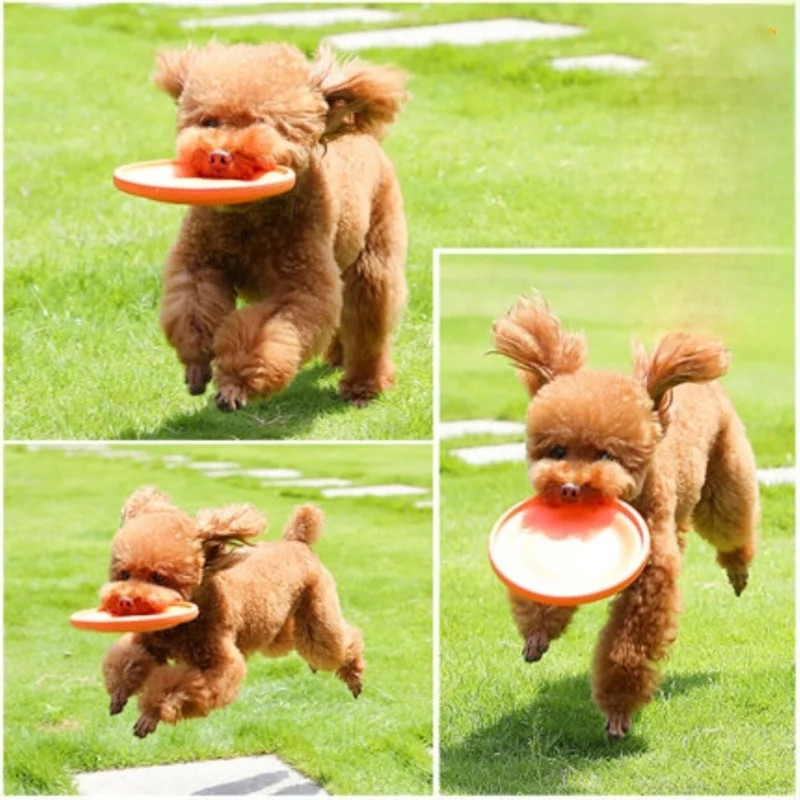 phụ kiện cho chó poodle