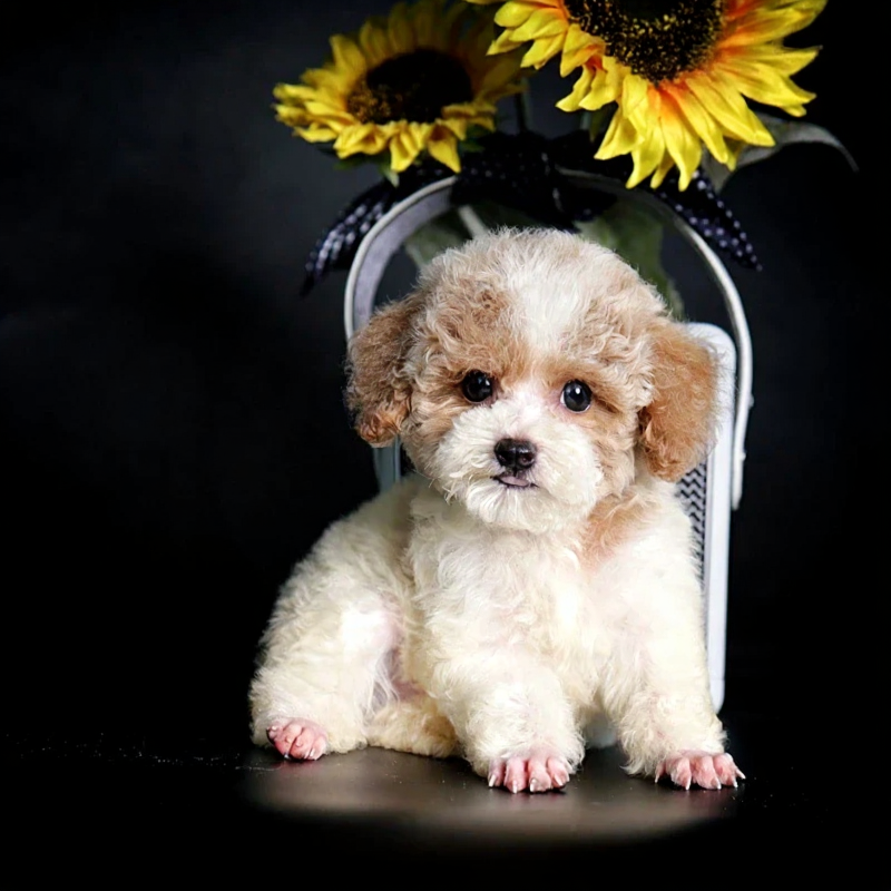 poodle bò nâu