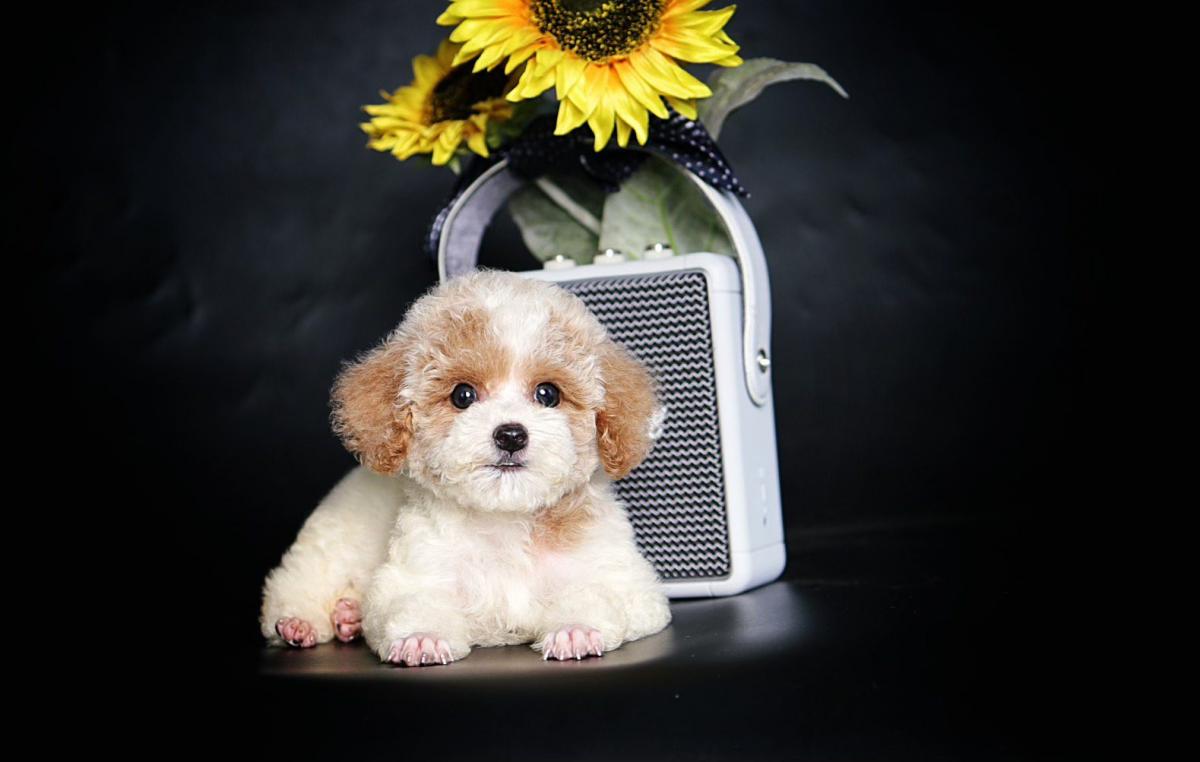 poodle bò nâu