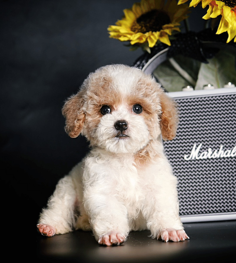 poodle bò nâu