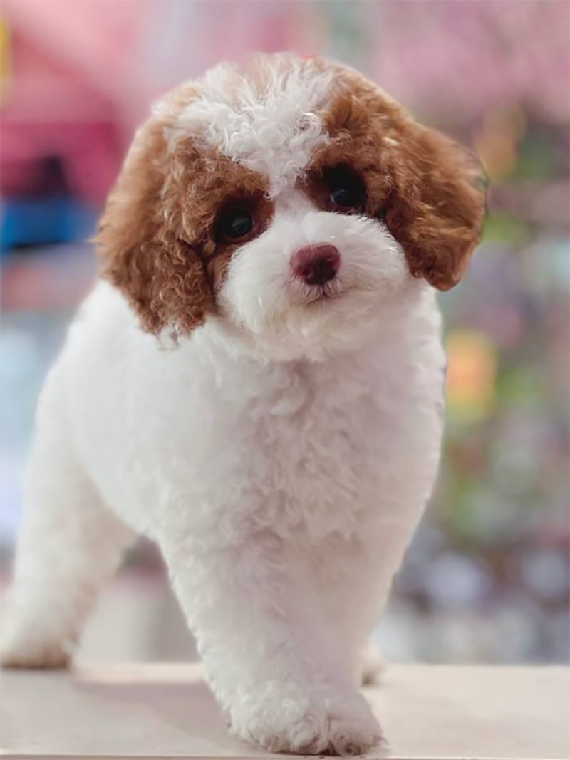 poodle bò nâu