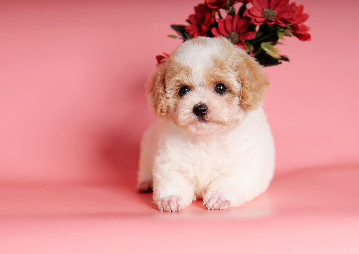 poodle bò nâu